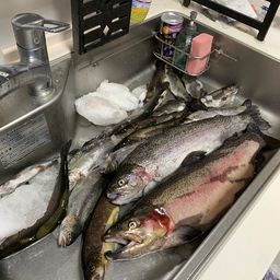 ブラウントラウト