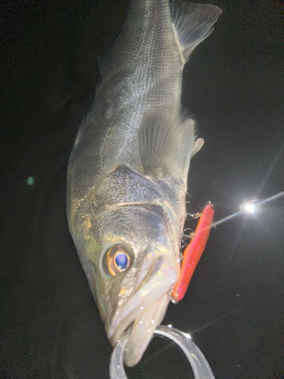 Foolin'Z URBAN DINO 最終値下げ APIA フージン' Z URBAN DINO 90MLの最安値・インプレ・釣果