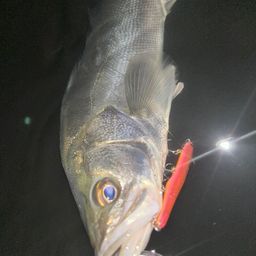 フッコ（マルスズキ）