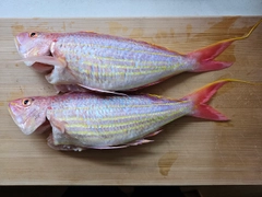 イトヨリダイの釣果