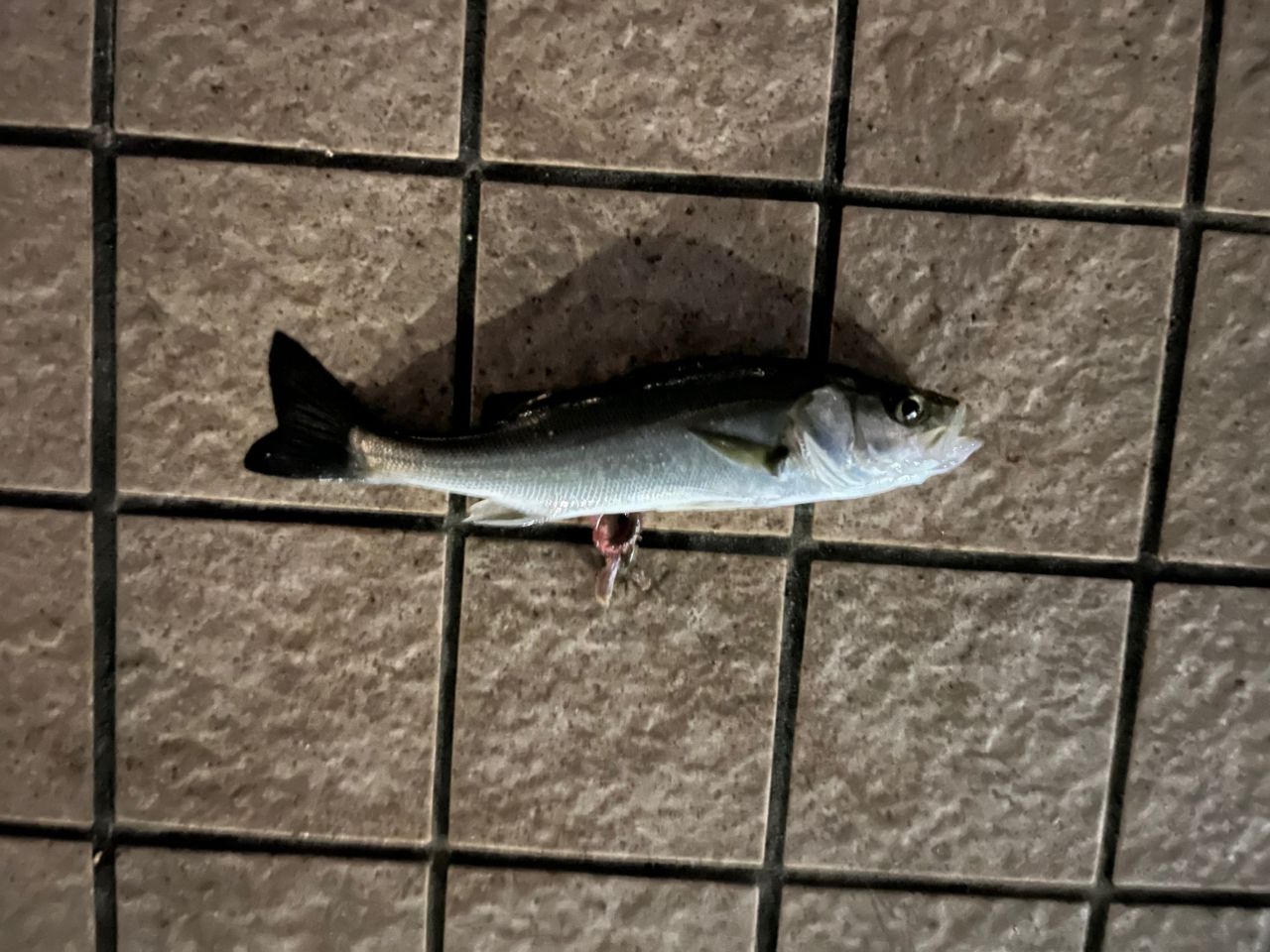 セイゴ（タイリクスズキ）