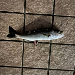 セイゴ（タイリクスズキ）