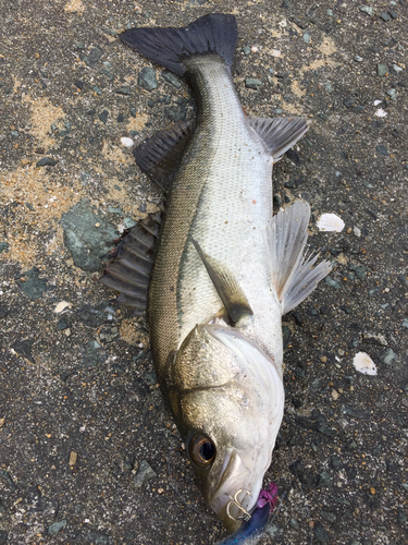 フッコ（マルスズキ）の釣果