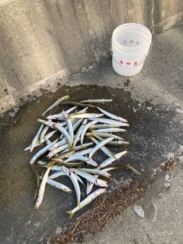 アカカマスの釣果