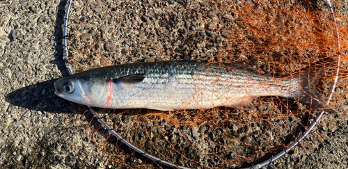 東京湾（富津〜金谷）