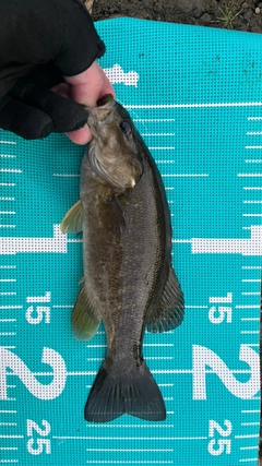 スモールマウスバスの釣果