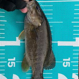 スモールマウスバス