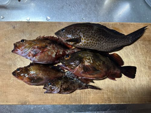 アラカブの釣果