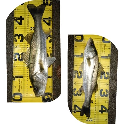 シーバスの釣果