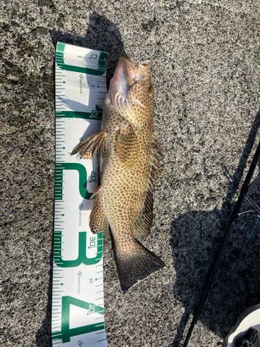 オオモンハタの釣果