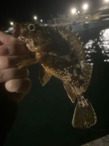 アラカブの釣果