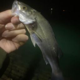 セイゴ（タイリクスズキ）