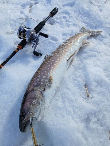 アメマスの釣果