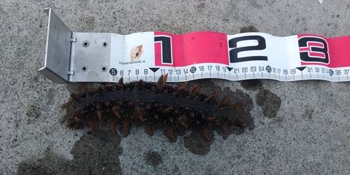 マナマコの釣果