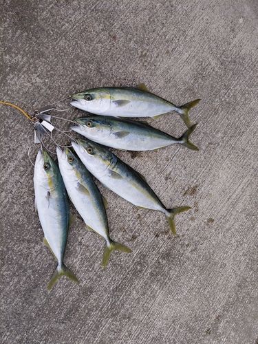 フクラギの釣果