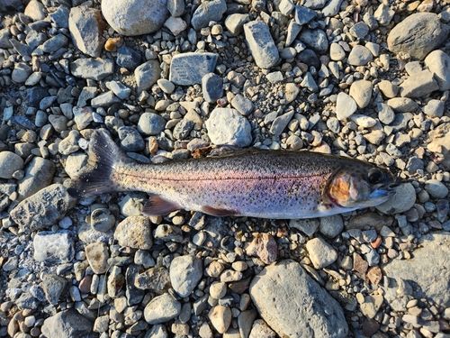 ニジマスの釣果