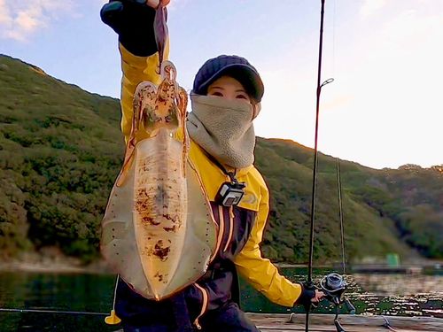 アオリイカの釣果