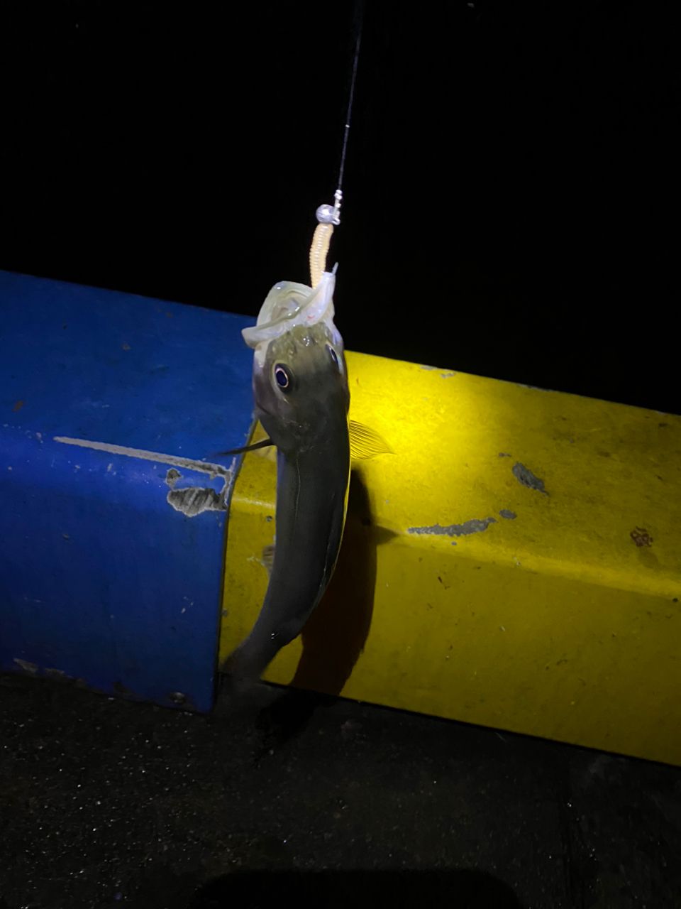 セイゴ（ヒラスズキ）