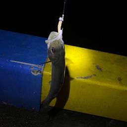 セイゴ（ヒラスズキ）