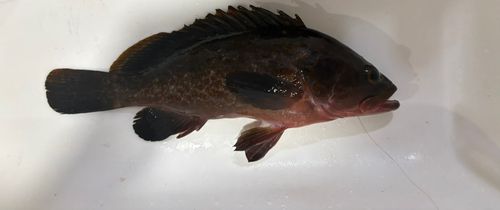 キジハタの釣果