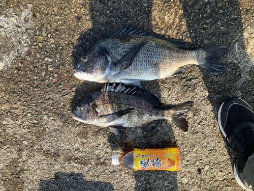 チヌの釣果