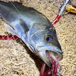 フッコ（マルスズキ）