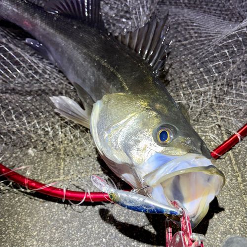 フッコ（マルスズキ）の釣果