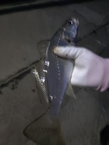イシモチの釣果