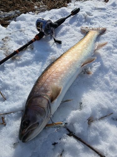 アメマスの釣果