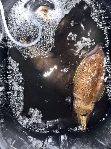 モンゴウイカの釣果