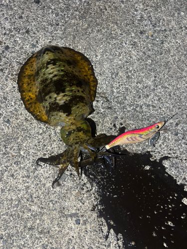 アオリイカの釣果
