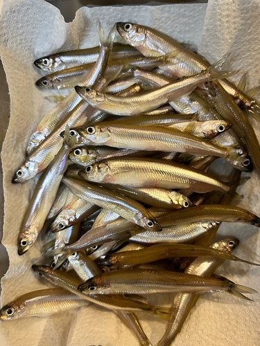 ワカサギの釣果