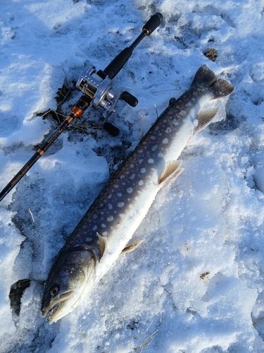 アメマスの釣果
