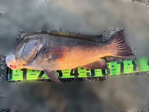 コブダイの釣果