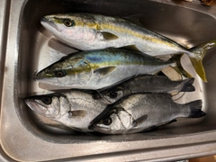 ワラサの釣果
