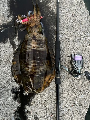 アオリイカの釣果