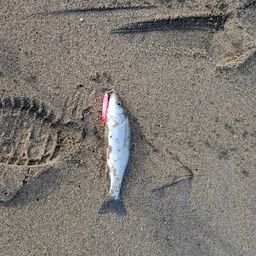 セイゴ（マルスズキ）