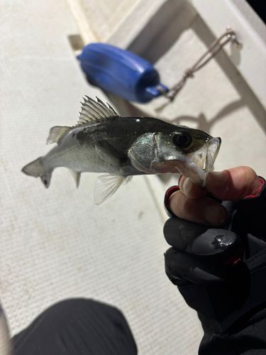 スズキの釣果