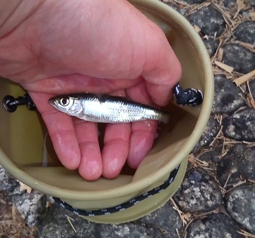 オイカワの釣果