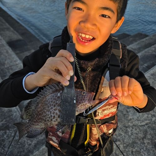 オオモンハタの釣果
