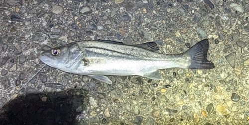 セイゴ（ヒラスズキ）の釣果