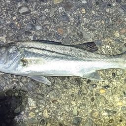 セイゴ（ヒラスズキ）