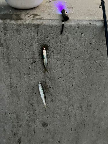 ウルメイワシの釣果