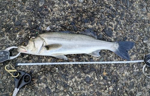 フッコ（ヒラスズキ）の釣果