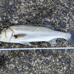 フッコ（ヒラスズキ）