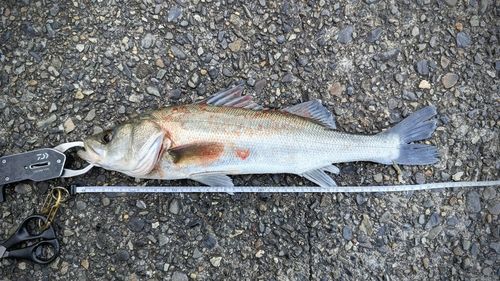 フッコ（ヒラスズキ）の釣果