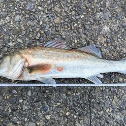 フッコ（ヒラスズキ）