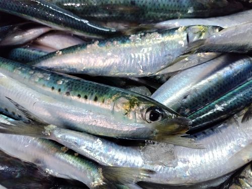 マイワシの釣果