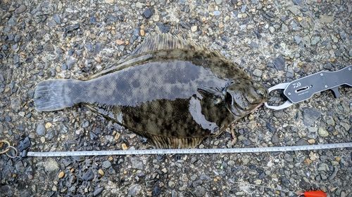 マコガレイの釣果