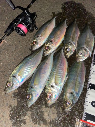 アジの釣果